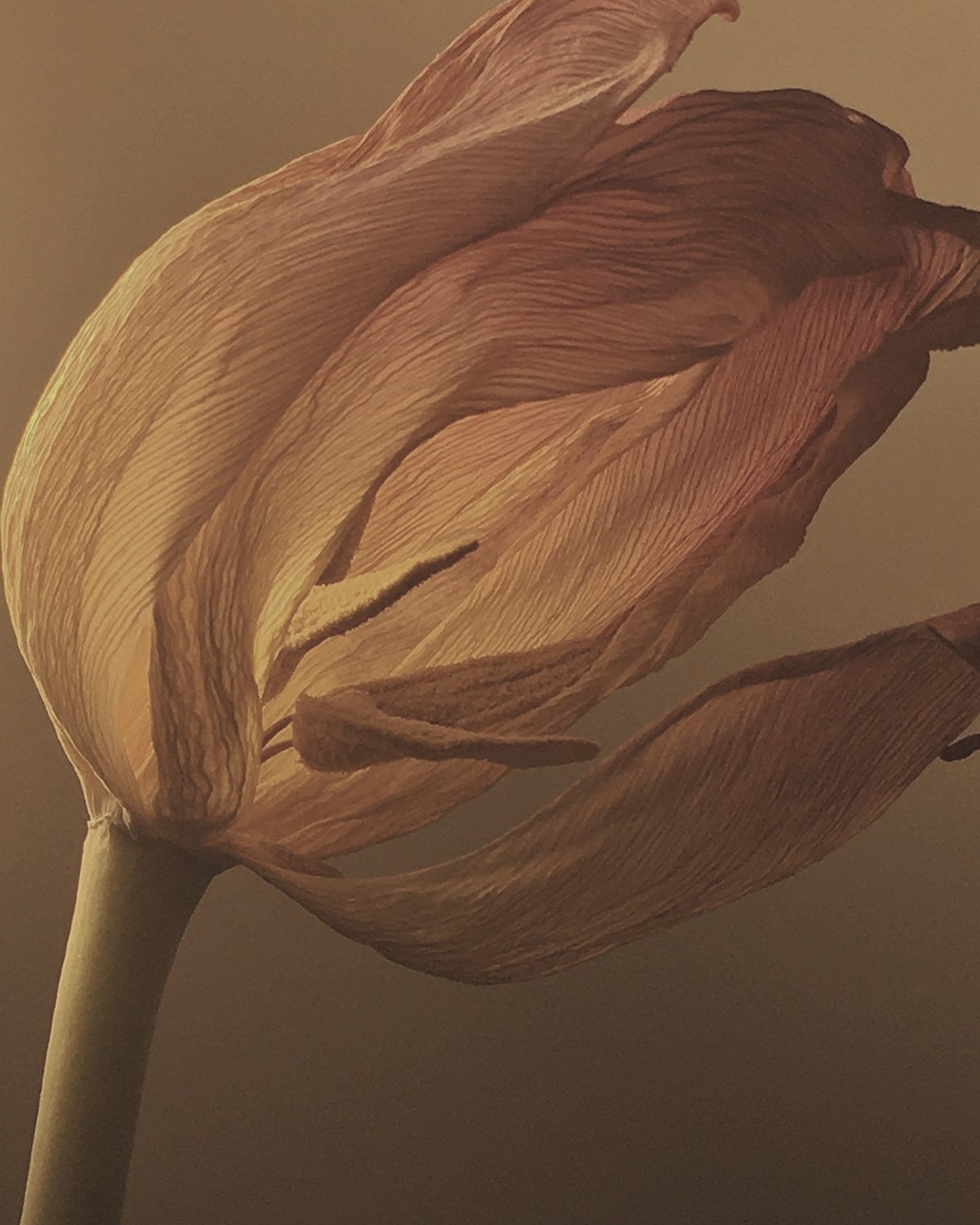 Sunrise Breeze Art Design
